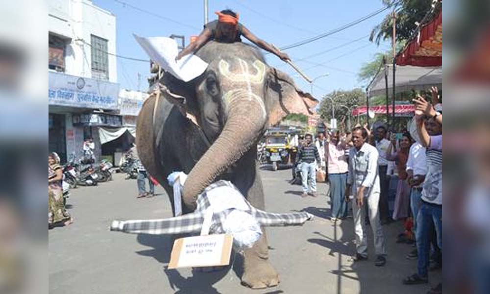 The role of Shivraj's government, played by this elephant in Madhya Pradesh